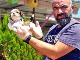 Shi̇h Tzu Yavrusu