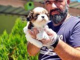Shi̇h Tzu Yavrusu