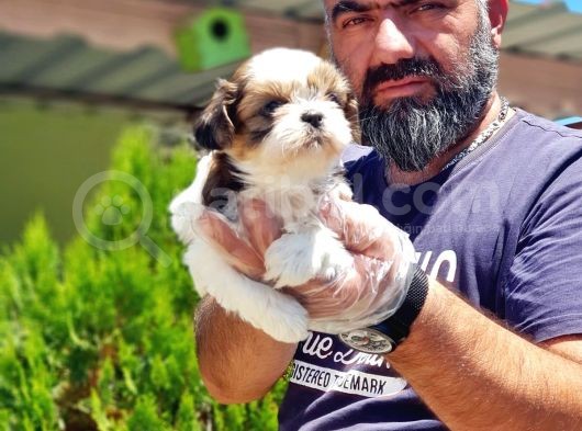 Shi̇h Tzu Yavrusu görsel