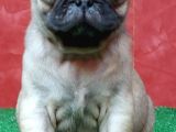 Orjinal Basık Burun Gül Kuyruk Pug Yavrular