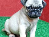 Orjinal Basık Burun Gül Kuyruk Pug Yavrular