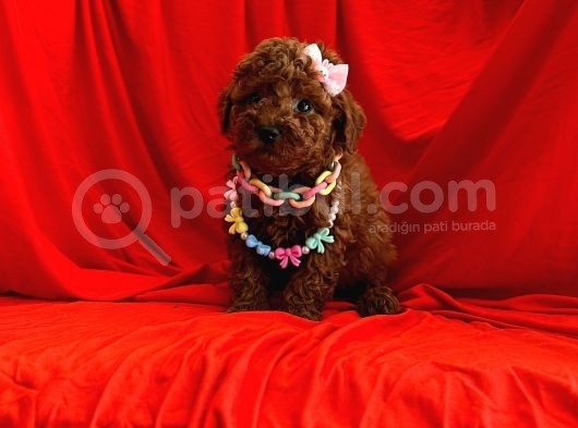 Safkan Poodle Yavrular görsel