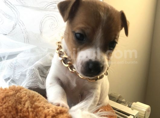 Jack Russel Yavrular görsel