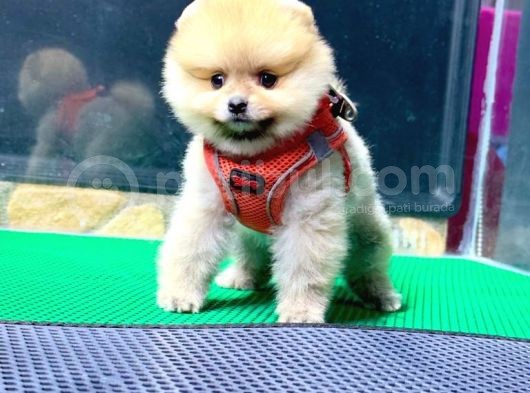 Minik Pomerian Yavrularımız