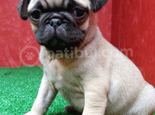 Orjinal Basık Burun Gül Kuyruk Pug Yavrular görsel