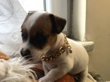 Jack Russel Yavrular
