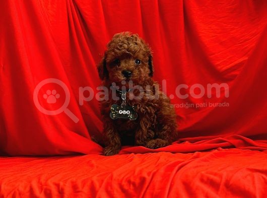 Red Brown Toy Poodle Yavrular görsel