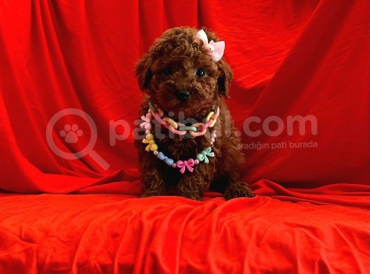 Safkan Poodle Yavrular görsel