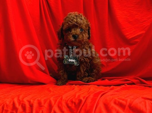 Red Brown Toy Poodle Yavrular görsel