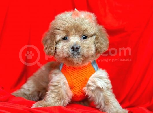 Dizayn Irk Sevimli Maltipoo Yavrular görsel