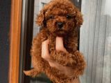 Sağlık Ve Irk Garantili Poodle Bebekler