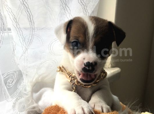 Jack Russel Yavrular