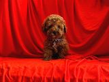 ORJİNAL TOY POODLE YAVRULAR