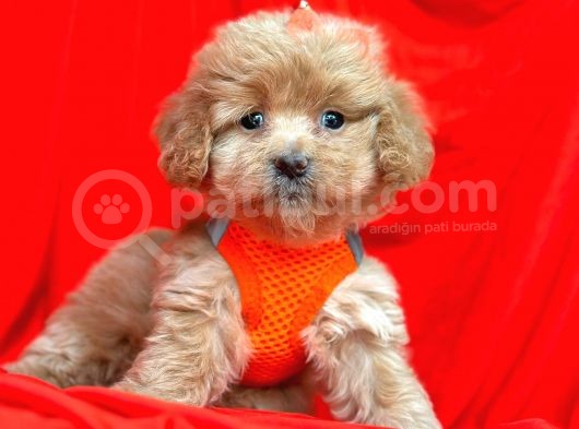 Dizayn Irk Sevimli Maltipoo Yavrular görsel