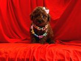 SAFKAN POODLE YAVRULAR