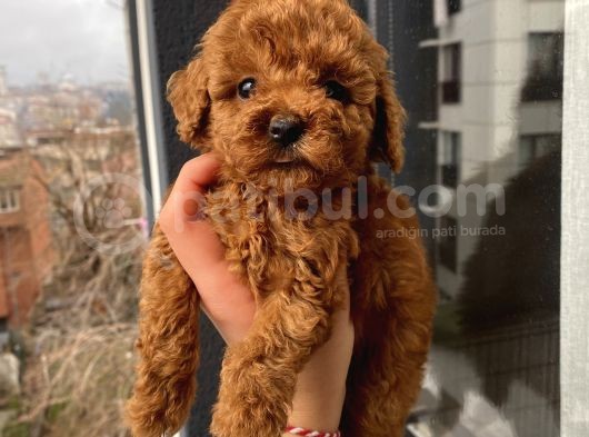 Sağlık Ve Irk Garantili Poodle Bebekler görsel