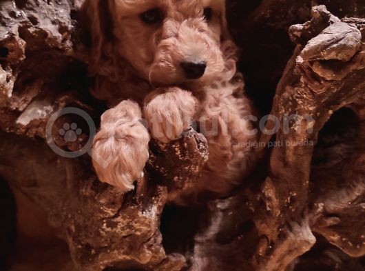 Toy Poodleler görsel