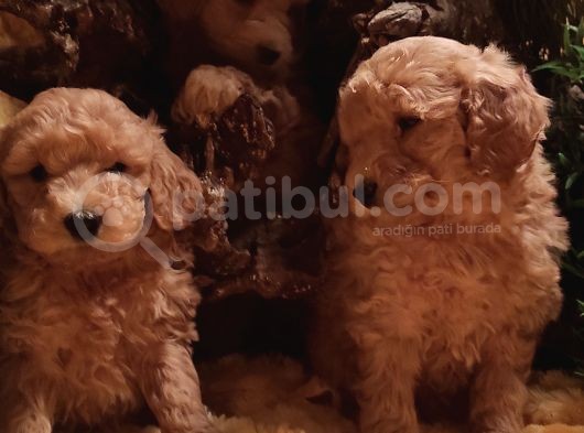 Toy Poodleler görsel