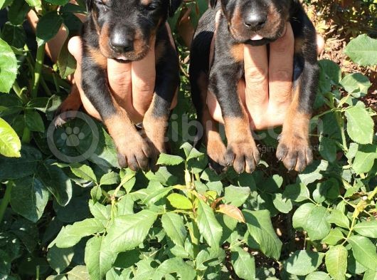 King Doberman Yavruları