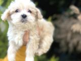 Küçük Maltipoo Bebeğim