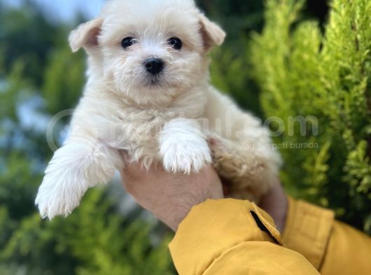 Xsmall Morkie görsel