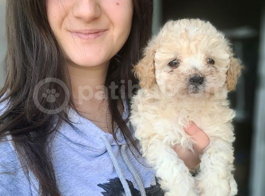Maltipoo Yavruları Irk Ve Sağlık Garantili görsel