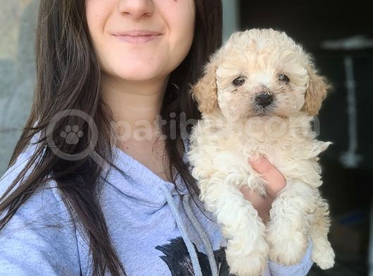 Maltipoo Yavruları Irk Ve Sağlık Garantili görsel