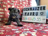 Minyatür Schnauzer Yavru Ilanları