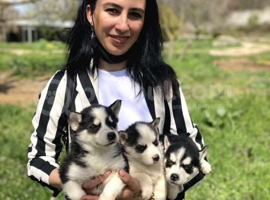 Husky Yavrularım Sağlık Ve Irk Gstantili
