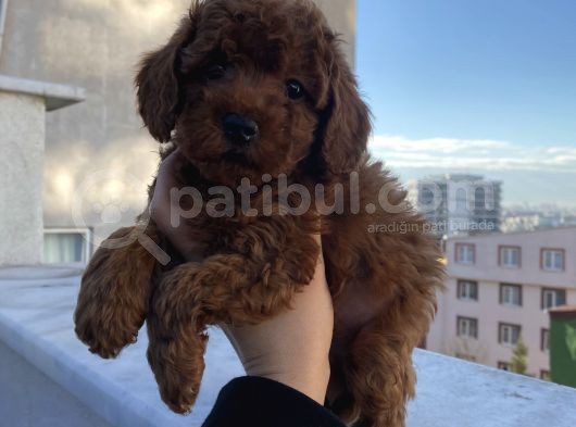 Redbrown Bebekler görsel