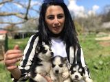 Husky Yavrularım Sağlık Ve Irk Gstantili