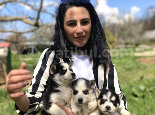 Husky Yavrularım Sağlık Ve Irk Gstantili görsel