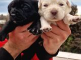 Gerçek Irk Labrador Yavrularım