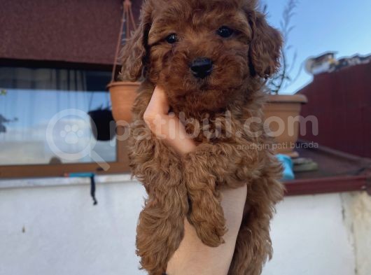 Redbrown Bebekler görsel