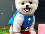 ORJİNAL POMERANİAN BOO