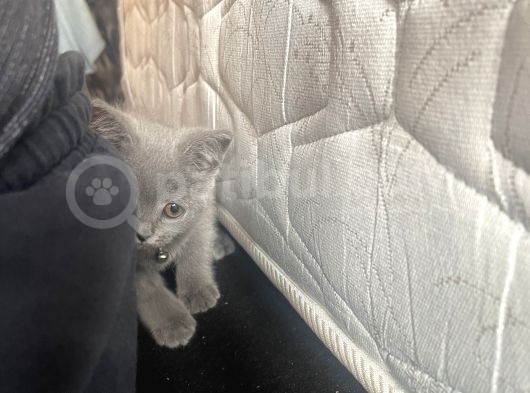 Sevimli Kedim Casper 3 Aylık görsel