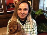 Irk Garantili Harika Toy Poodle Yavrularımız