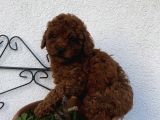 RedBrown Bebekler