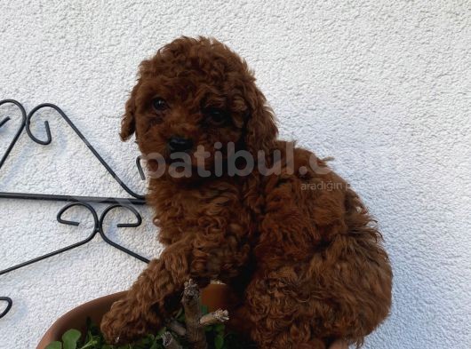 Redbrown Bebekler