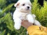 Xsmall Morkie