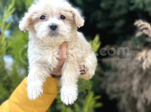 Küçük Maltipoo Bebeğim