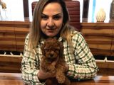 Irk Garantili Harika Toy Poodle Yavrularımız
