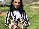 Husky Yavrularım Sağlık Ve Irk Gstantili