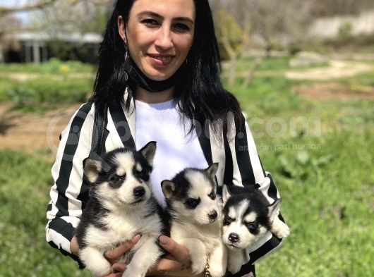 Husky Yavrularım Sağlık Ve Irk Gstantili görsel