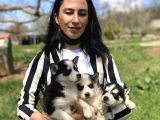Husky Yavrularım Sağlık Ve Irk Gstantili