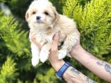 Sütlü Kahve Maltipoo Bebeğim