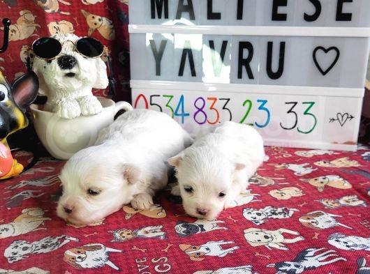 Maltese Terier Yavrularımız görsel