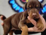 %100 Irk Garanti̇li̇ Doberman Yavrularimiz