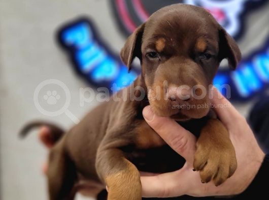 %100 Irk Garanti̇li̇ Doberman Yavrularimiz görsel