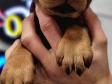%100 Irk Garanti̇li̇ Doberman Yavrularimiz